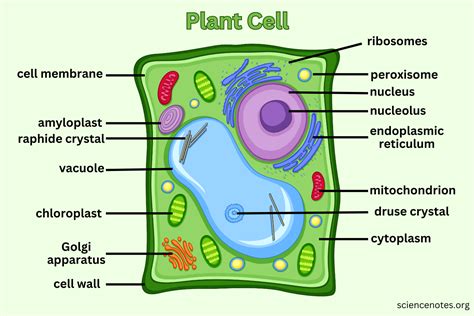 佳里光合作用|The Plant Cell 